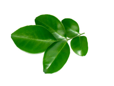 The leaf of Orange Jessamine, Satin wood, Murraya exotica tree.の写真素材