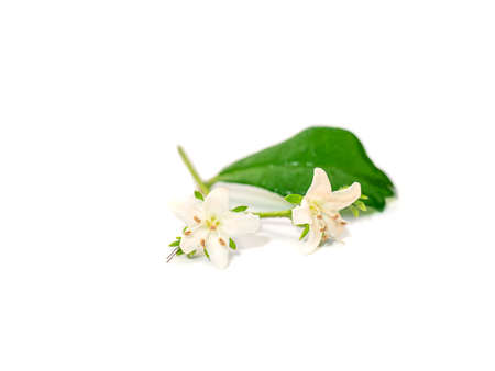 Close up Eukien tea flower on white background. (Scientific name Carmona retusa (Vahl.) Masum)の写真素材
