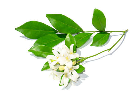 The flower of Orange Jessamine, Satin wood, Murraya exotica tree on white background with shadow.の写真素材
