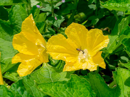 Close up of winter melon flower. (Scientific name Benincasa hispida)の写真素材