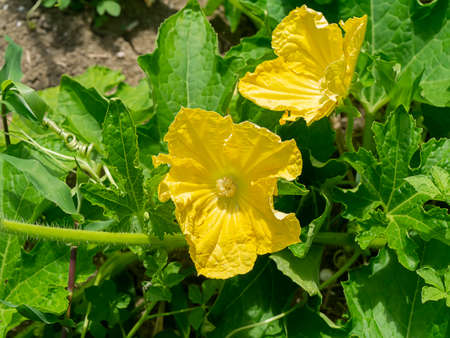Close up of winter melon flower. (Scientific name Benincasa hispida)の写真素材