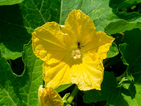 Close up of winter melon flower with insect are pollination. (Scientific name Benincasa hispida)の写真素材