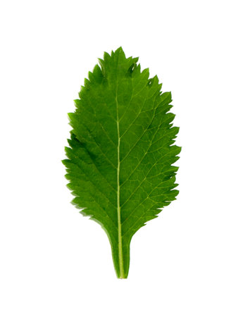 Close up the leaves of spotted plant background.の写真素材