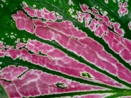 Close up the leaves of spotted plant background.の写真素材