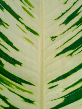 Close up the leaves of spotted plant background.の写真素材