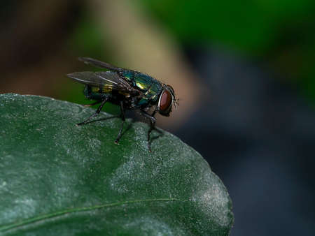 Close up of House fly on leaf with dark background. (Scientific name Musca domestica Linnaeus)の写真素材