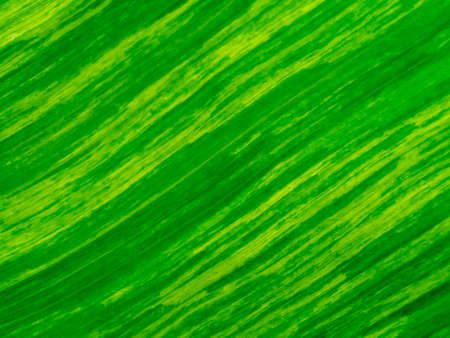 Close up texture the banana leaves of spotted plant background.の写真素材