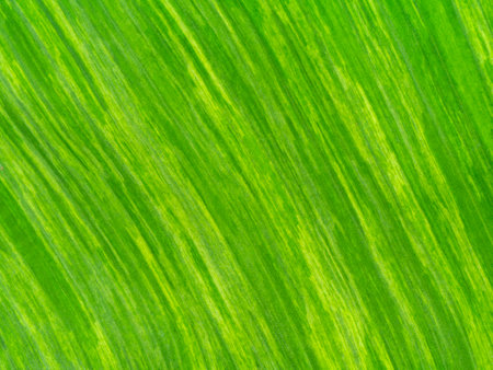 Close up texture the banana leaves of spotted plant background.の写真素材