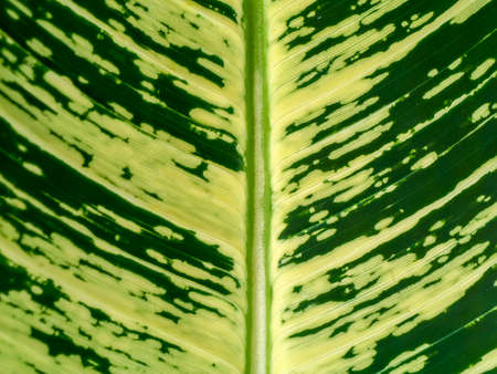 Close up the leaves of spotted plant background.の写真素材