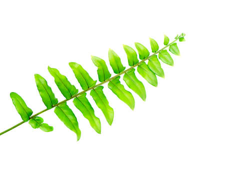 Close up green fern leaf on white background.の写真素材