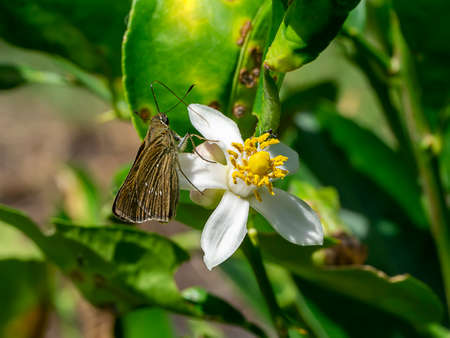 Close up brown butterfly with lime blossom flowers on tree. (Scientific name Citrus aurantifolia (Christm.)の写真素材