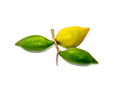 Fresh Tropical almond fruit, Bengal, Indian, Sea Almond, Olive-Bark on white background. (Scientific name Terminalia catappa)の写真素材