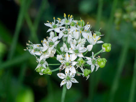 Close up Chinese Chive flower with blur background. (Scientific name Allium tuberosum)の写真素材