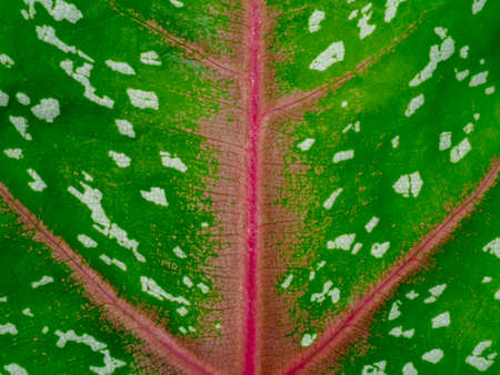Close up texture of Caladium bicolor leaf.の写真素材