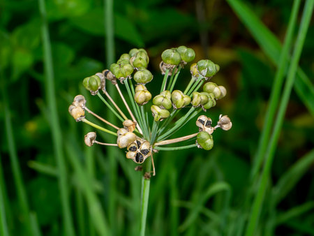 Close up Chinese Chive seeds with blur background. (Scientific name Allium tuberosum)の写真素材