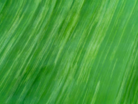 Close up texture the banana leaves of spotted plant background.の写真素材