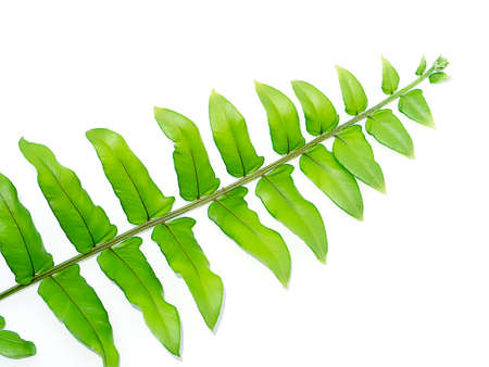 Close up green fern leaf on white background.の写真素材