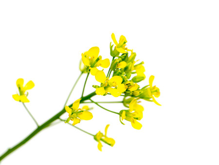 Close up Yellow rapeseed flowers on white background. (Scientific name Brassica napus).の写真素材
