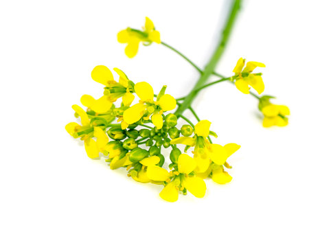 Close up Yellow rapeseed flowers on white background. (Scientific name Brassica napus).の写真素材