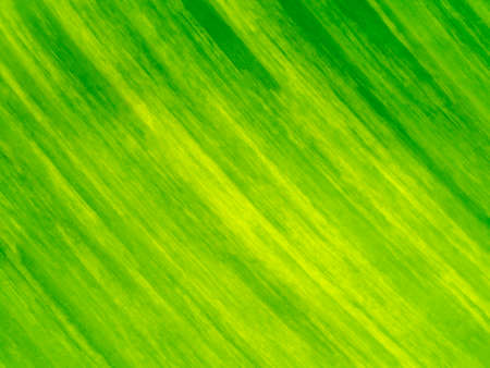 Close up texture the banana leaves of spotted plant background.の写真素材