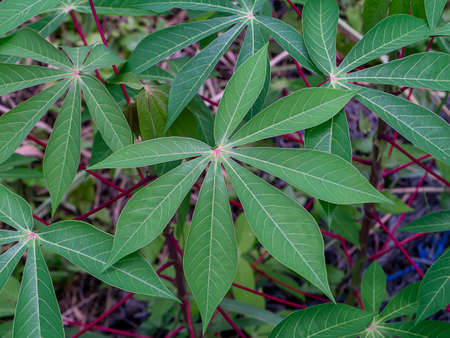Close up the Cassava, Yuca, Mandioa, Manioc, Tapioca leaves. (Scientific name Manihot esculenta)の写真素材