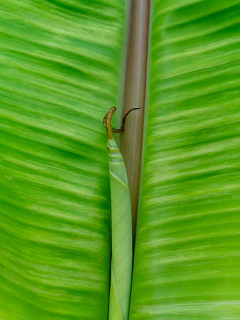Close up the banana leaves  background.の写真素材