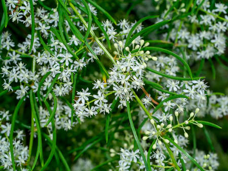 Close up flower of Shatavari plant (Scientific name Asparagus racemosus Willd)の写真素材