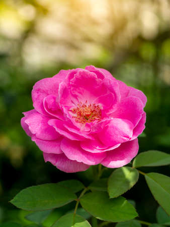 Close up Pink Damask Rose flower with blur background. (Scientific name Rosa damascena)の写真素材
