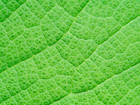 Close up texture on leaf of Teak tree. (Scientific name Tectona grandis)の写真素材