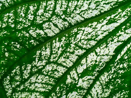 Close up texture of Caladium bicolor leaf.の写真素材