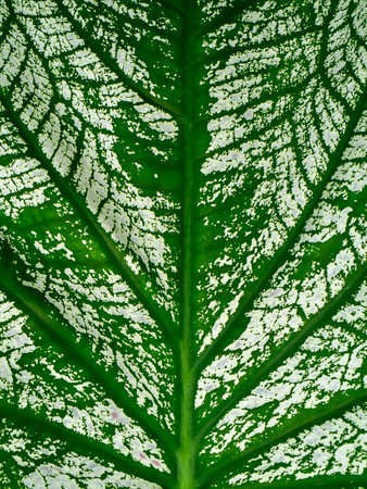 Close up texture of Caladium bicolor leaf.の写真素材