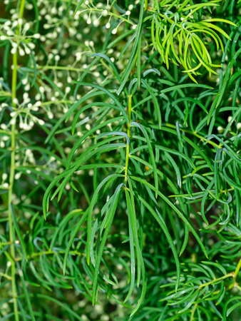 Close up leaf of Shatavari plant (Scientific name Asparagus racemosus Willd)の写真素材