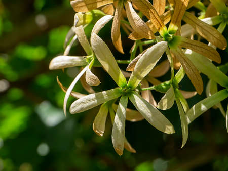 Close up of dry Wreath Sandpaper Vine flower on blur background. (Scientific name Petrea volubilis)の写真素材
