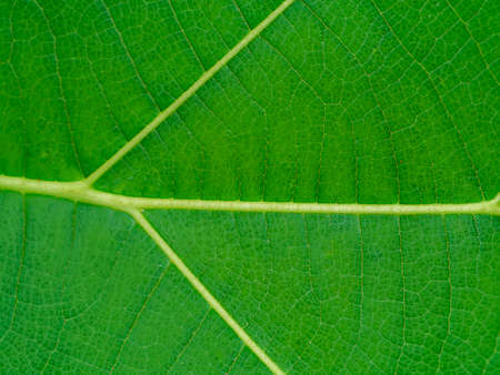 Close up texture on leaf of Teak tree. (Scientific name Tectona grandis)の写真素材