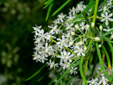 Close up flower of Shatavari plant with blur background (Scientific name Asparagus racemosus Willd)の写真素材