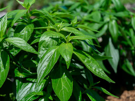 Close up of Kariyat leaves or The Creat plant background. (Scientific Name Andrographis paniculata...