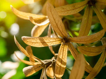 Close up of dry Wreath Sandpaper Vine flower on blur background with light. (Scientific name Petrea volubilis)の写真素材