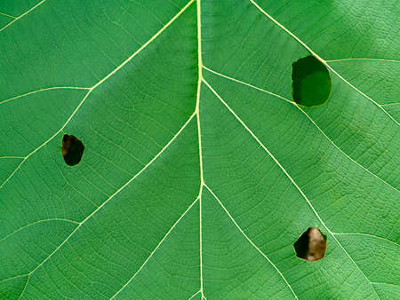 Close up texture on leaf of Teak tree. (Scientific name Tectona grandis)の写真素材