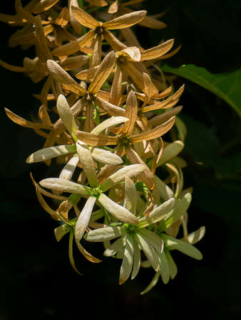 Close up of dry Wreath Sandpaper Vine flower on blur background. (Scientific name Petrea volubilis)の写真素材