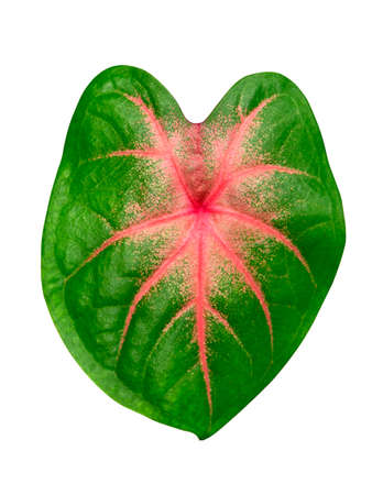 Close up of Caladium bicolor leaf isolate on white background with clipping path.の写真素材