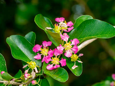 Close up Acerola cherry, Barbados cherry  or West indian cherry flower with leaf. (Scientific name Prunus avium)の写真素材