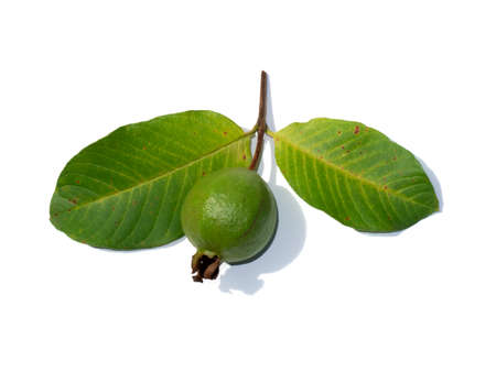 Close up Guava and leaves with shadow on white background.  (Scientific name Psidium guajava)の写真素材
