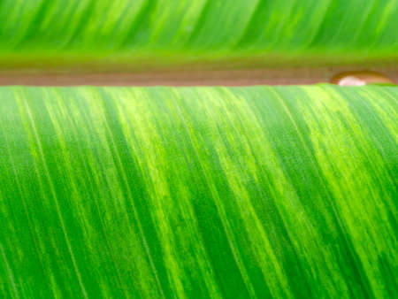 Close up texture the banana leaves of spotted plant background.の写真素材