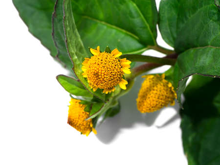 Para cress, Tooth-ache plant, Toothache plant, Brazil cress toothache plant, Pellitary, Spot flower. (Scientific name Acmella oleracea)の写真素材