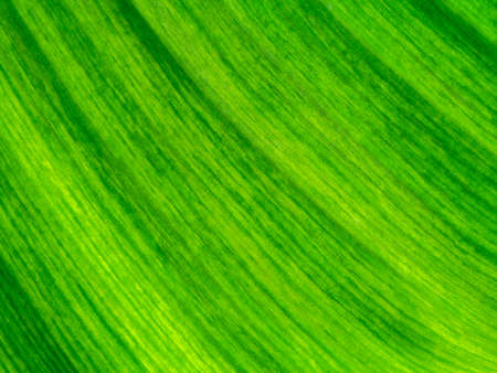 Close up texture the banana leaves of spotted plant background.の写真素材
