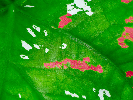 Close up texture of Caladium bicolor leaf.の写真素材