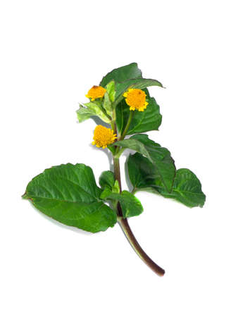 Para cress, Tooth-ache plant, Toothache plant, Brazil cress toothache plant, Pellitary, Spot flower. (Scientific name Acmella oleracea)の写真素材