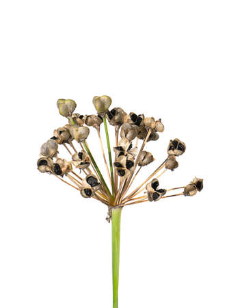 Close up Chinese Chive seeds on white background. (Scientific name Allium tuberosum)