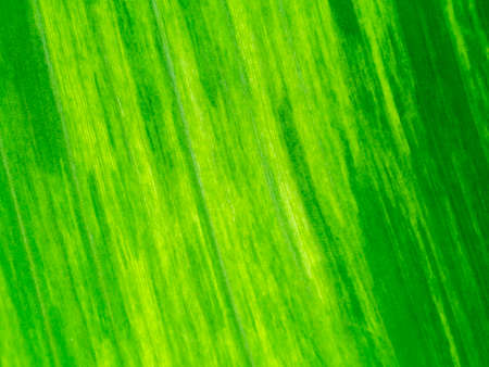 Close up texture the banana leaves of spotted plant background.の写真素材