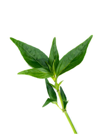 Close up of Kariyat leaves or The Creat plant on white background. (Scientific Name Andrographis paniculata (Burm.f.) Wall.)の写真素材